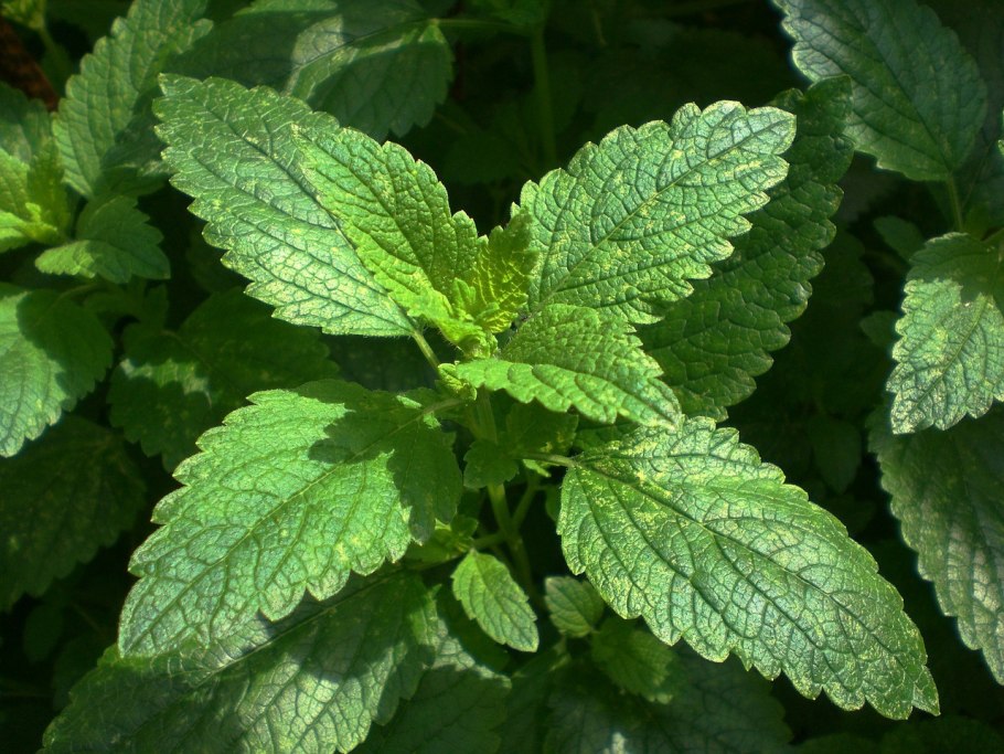 Мята перечная (Mentha piperita)