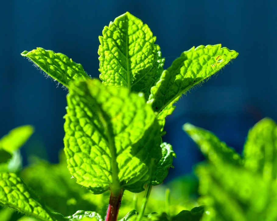 Мята остролистная