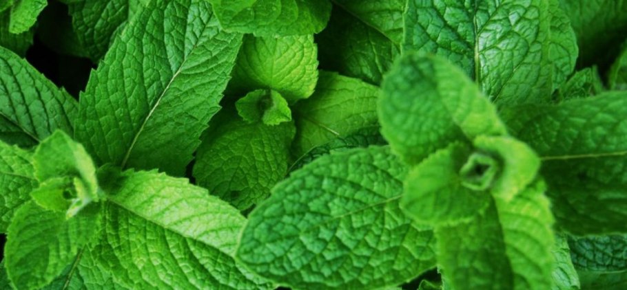Мята перечная