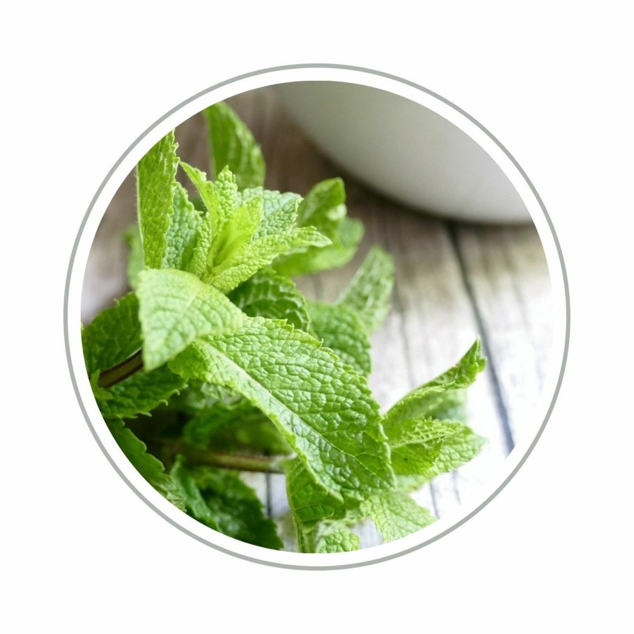 Трава фон мята