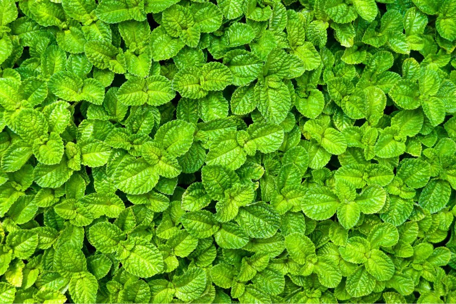 Мята Полевая перечная