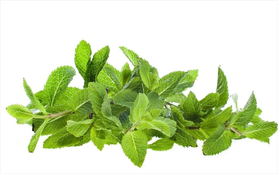 Мята остролистная