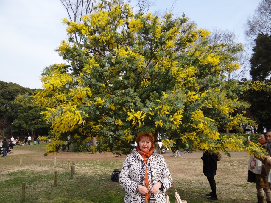 Мимоза хостилис