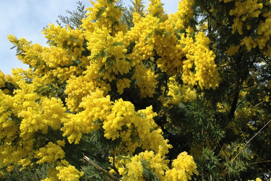 Акация узколистная (Acacia angustissima)