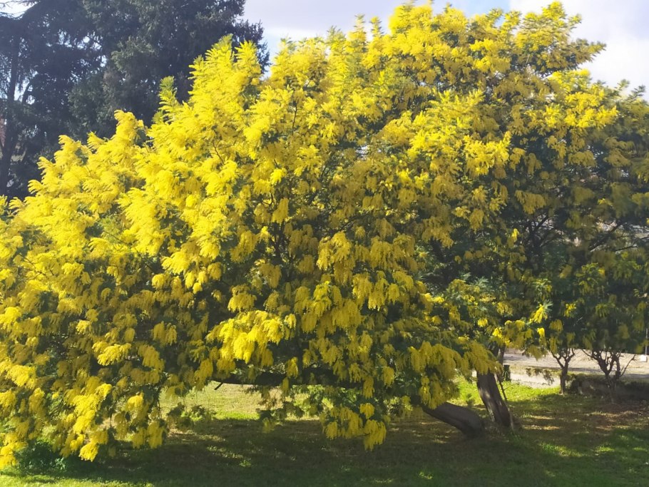 Цветение мимозы