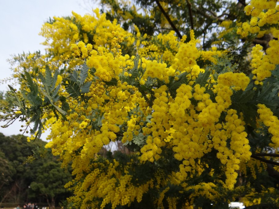 Акация деальбата