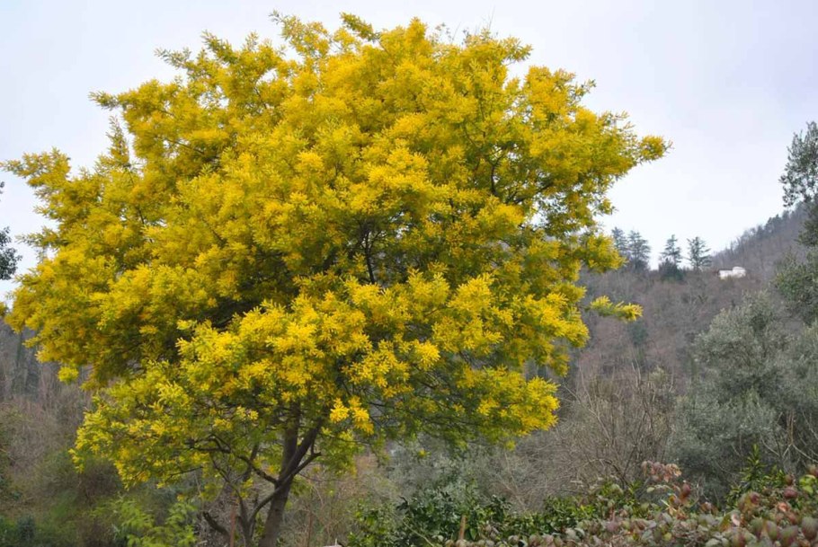 Акация серебристая Мимоза