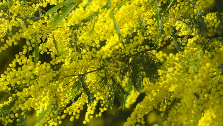 Акация Мимоза желтая