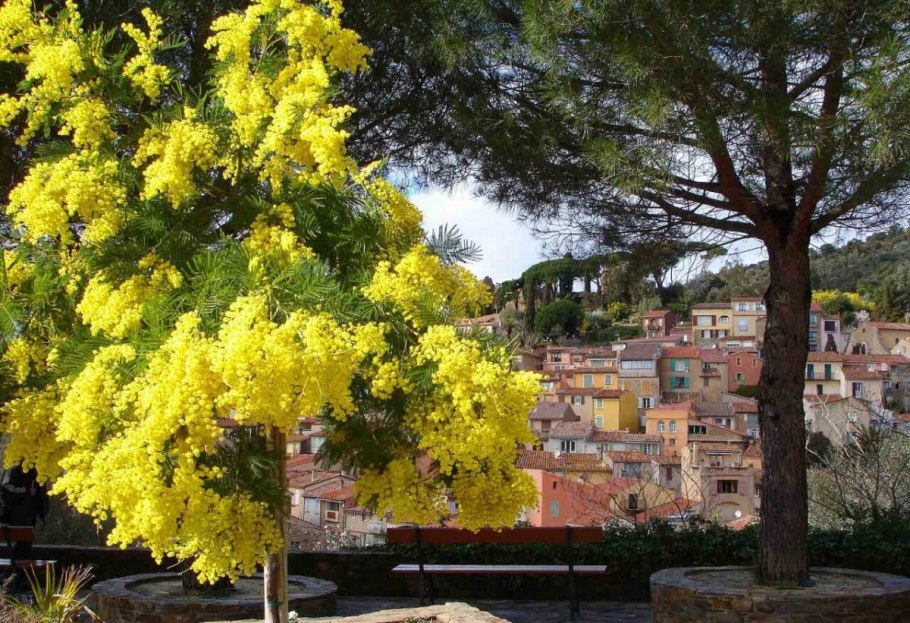 Мимоза дерево