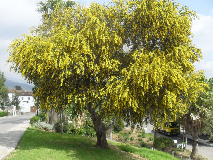Мимоза дерево
