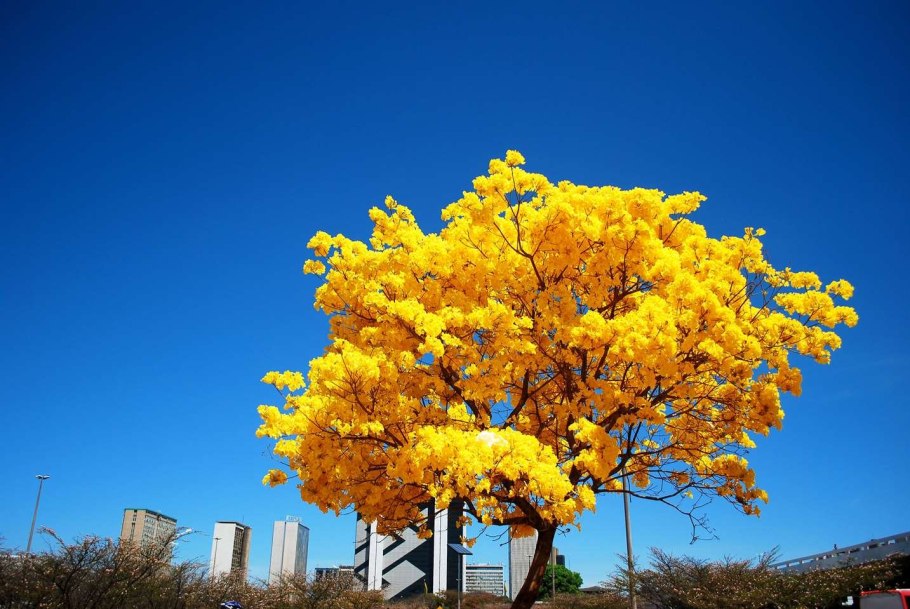 Бразилия цветущее дерево ипе