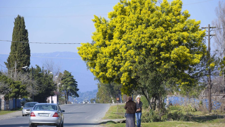 Акация желтокорая