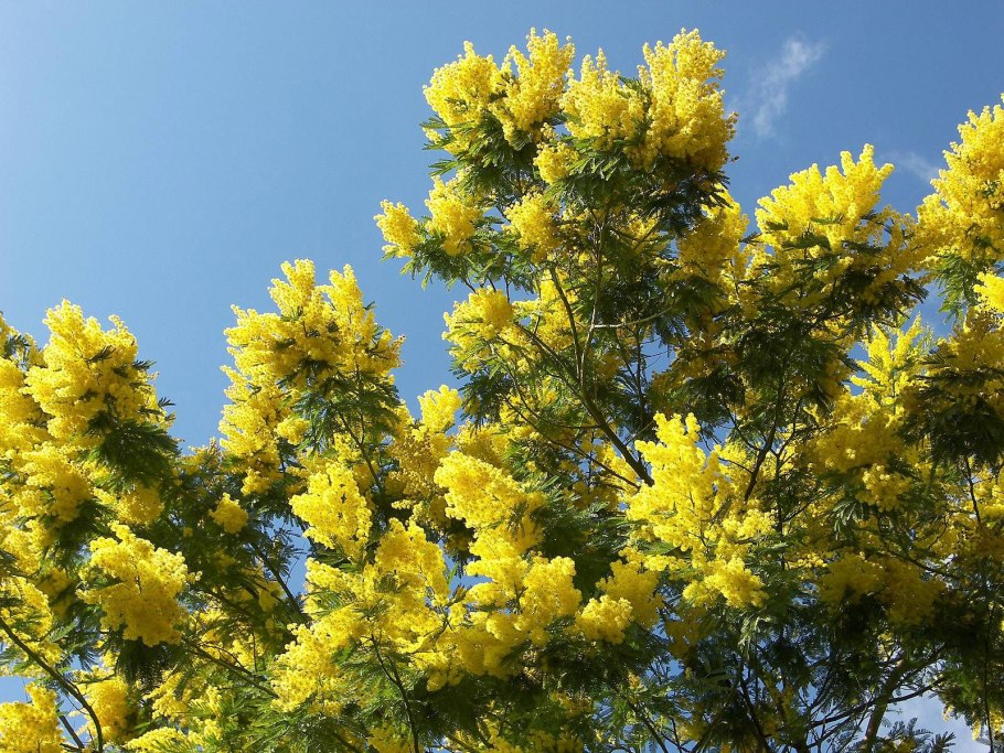 Мимоза Сицилия