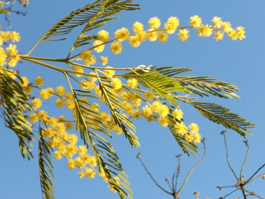 Мимоза Акация Абхазия