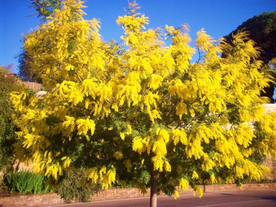 Альбиция ленкоранская бонсай