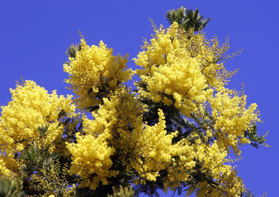 Мимоза цветок