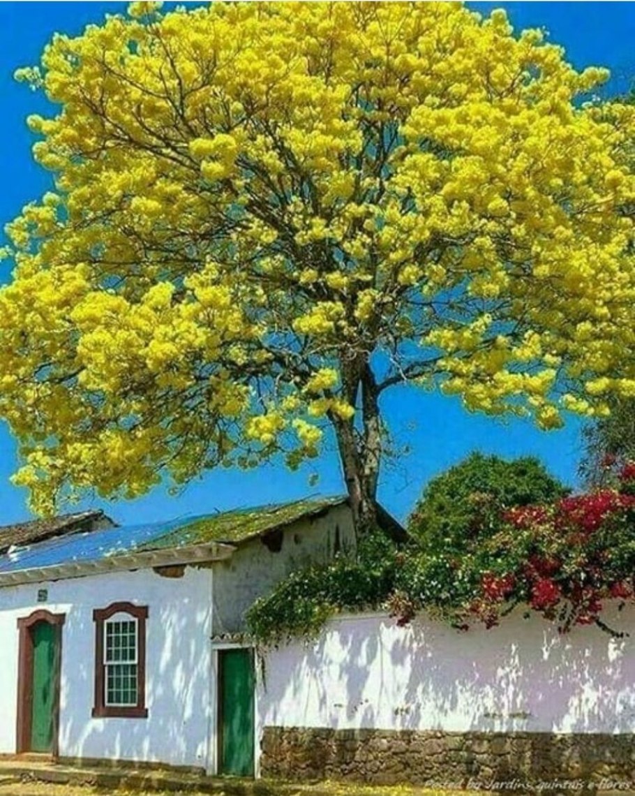 Мимоза цветет в Сочи