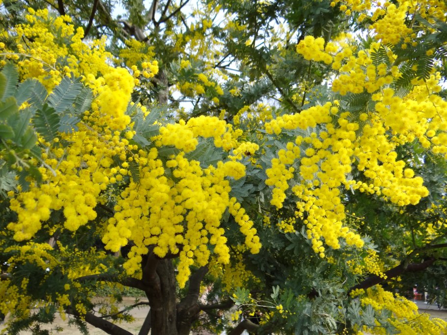 Серебристая Акация Абхазия