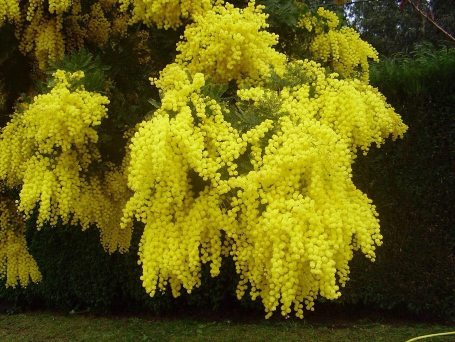 Японская Мимоза дерево