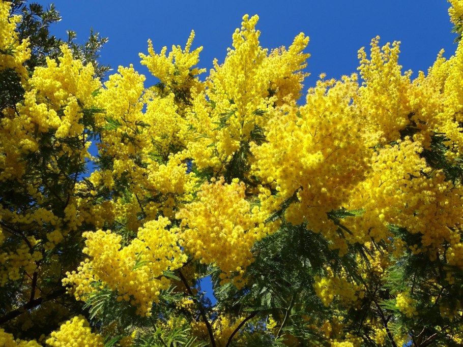 Мимозовые акации