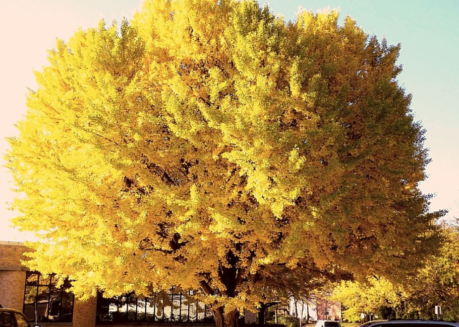 Цветущие деревья Индии