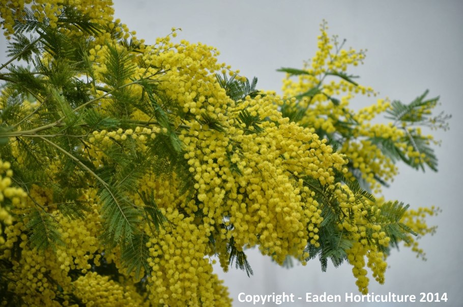 Acacia dealbata, Silver Wattle