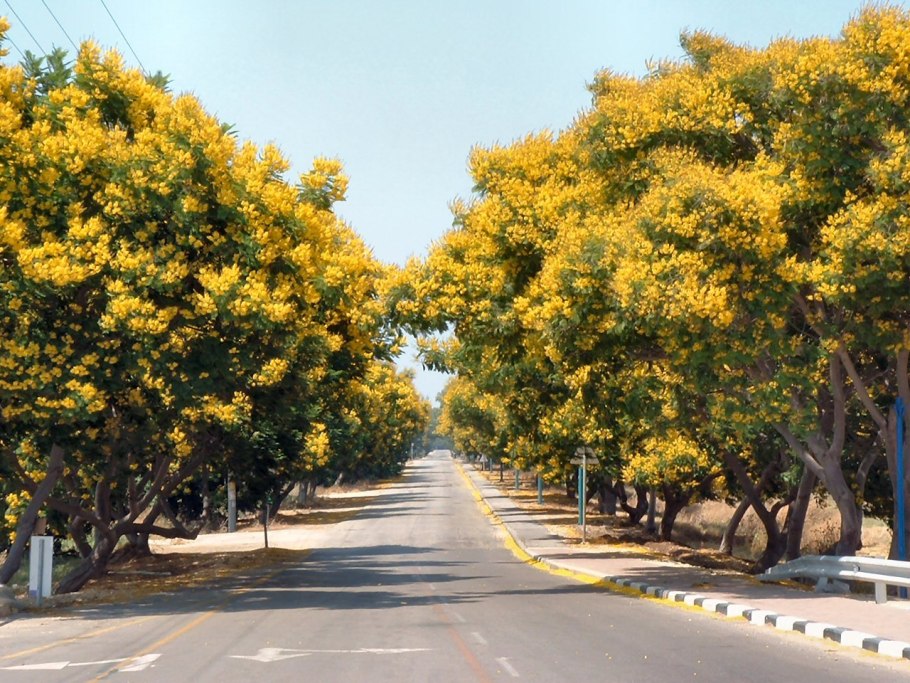 Цветущая Мимоза дерево