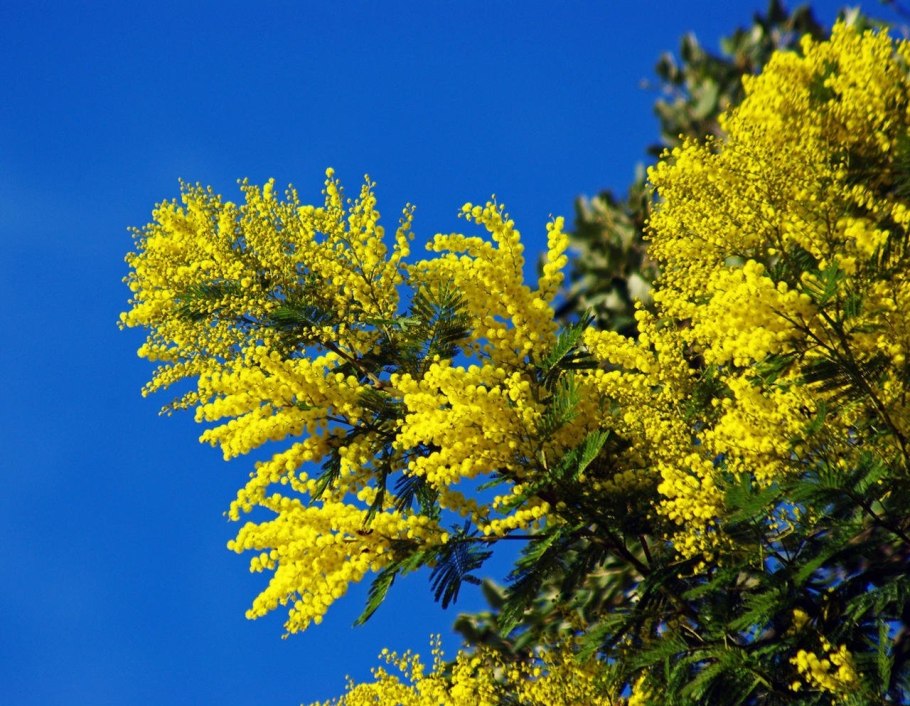 Мимоза куст дерево
