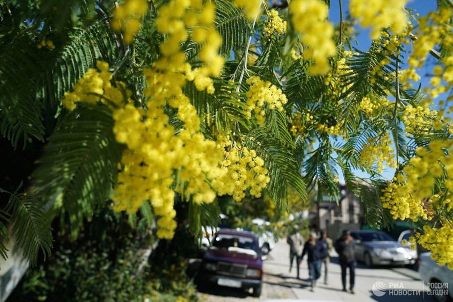 Мимоза розовая дерево