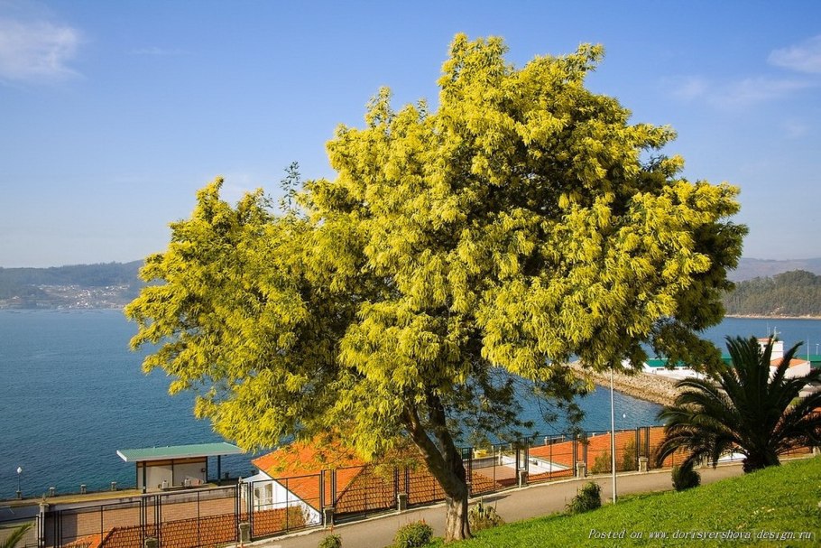 Мимозовые аллеи Абхазия