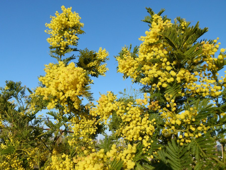 Мимоза acacia dealbata