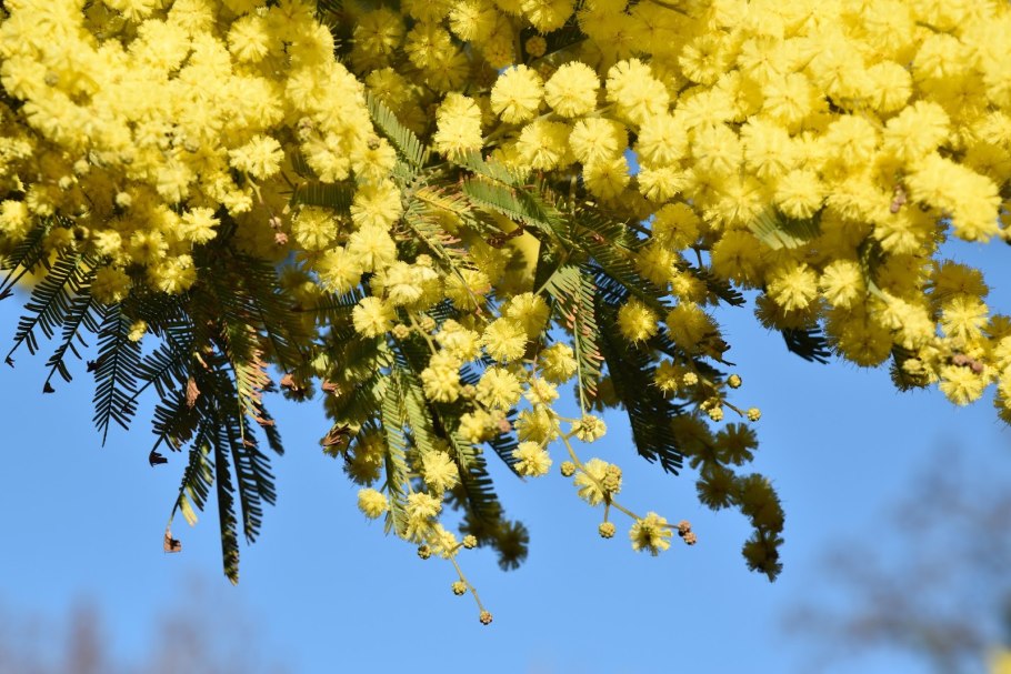 Мимоза хамбуриана