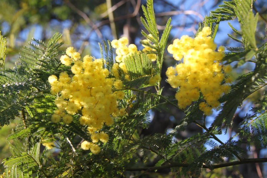 Мимоза дерево