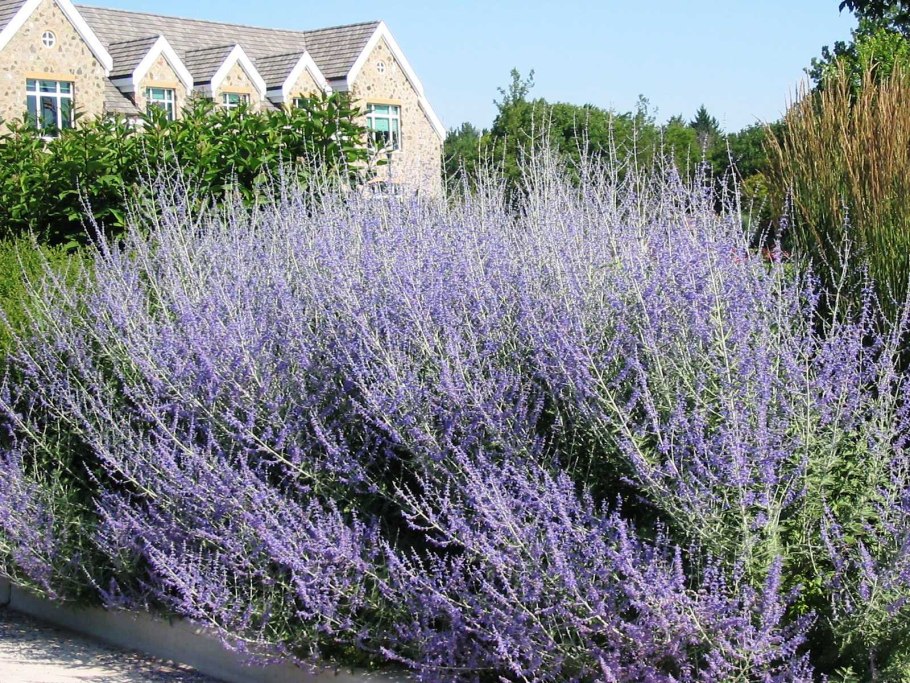 Перовския лебедолистная (Perovskia atriplicifolia)