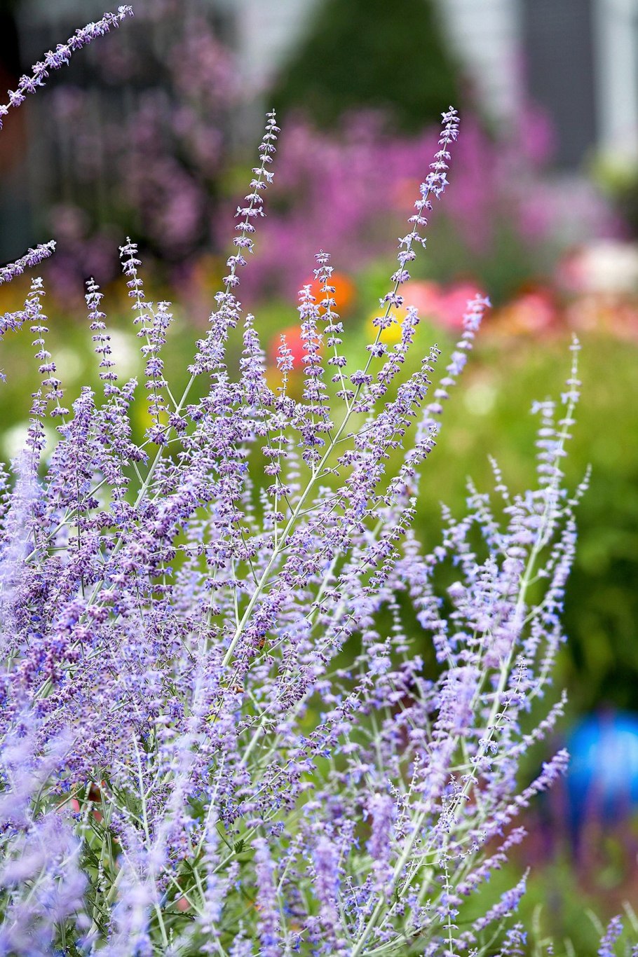 Перовския atriplicifolia