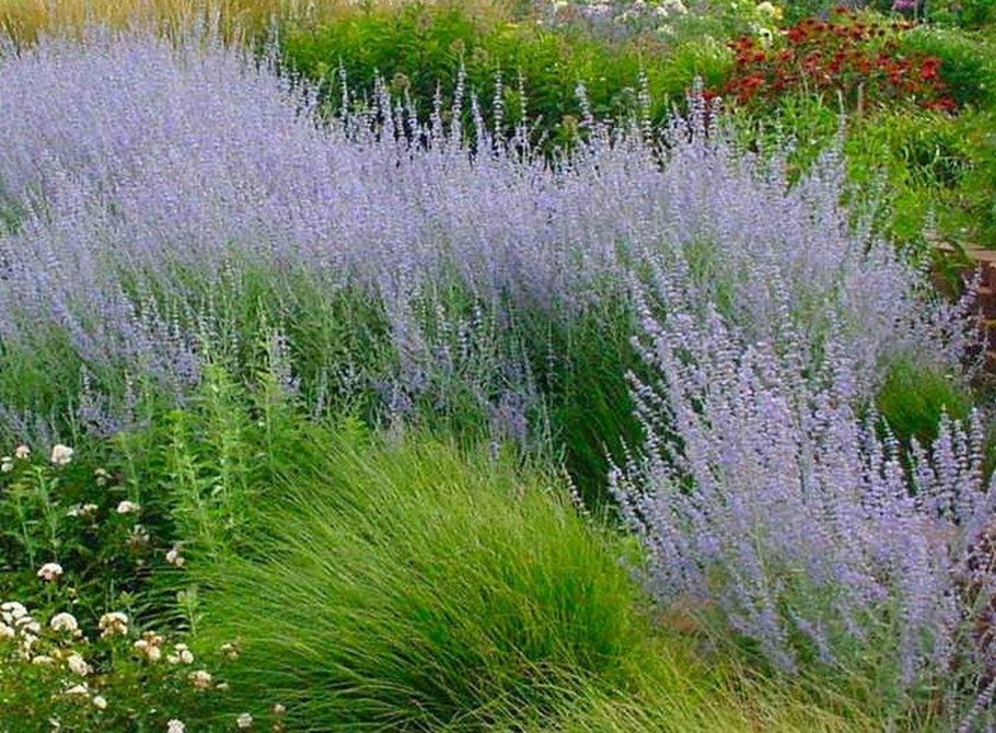 Перовския Perovskia atriplicifolia "Rocketman"