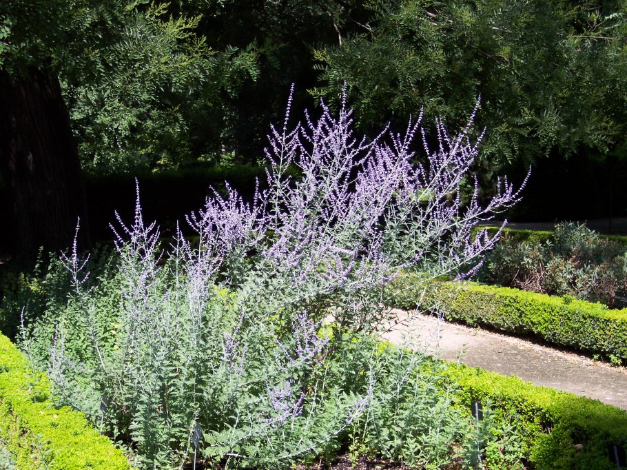 Перовския 'Russian Sage'