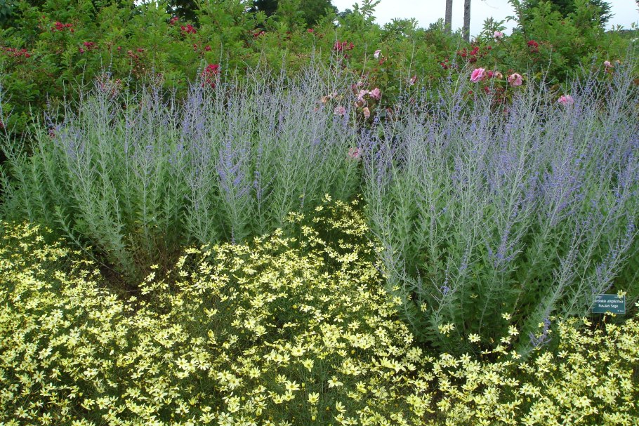 Перовския atriplicifolia