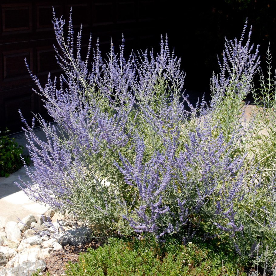 Перовския лебедолистная Perovskia atriplicifolia 'little Spire'