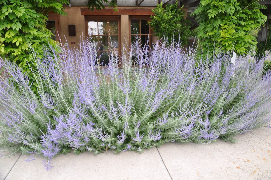 Perovskia atriplicifolia Russian Sage