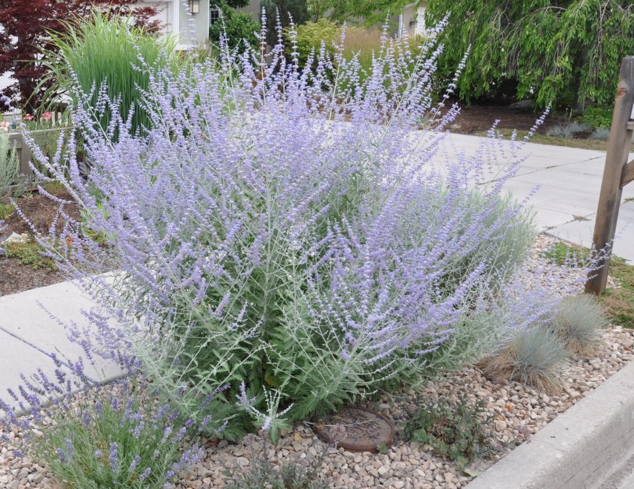 Перовския (Perovskia atriplicifolia)