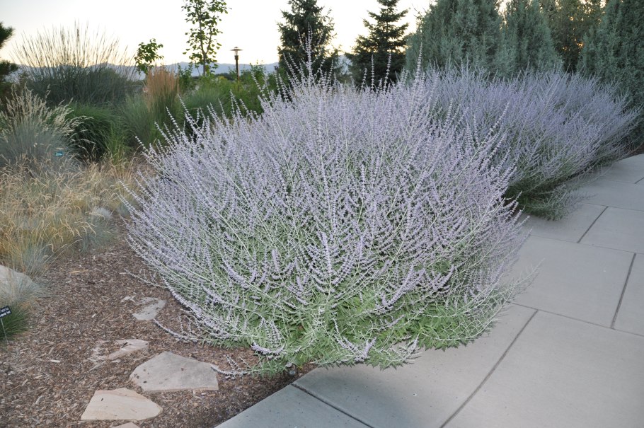 Perovskia atriplicifolia little Spire