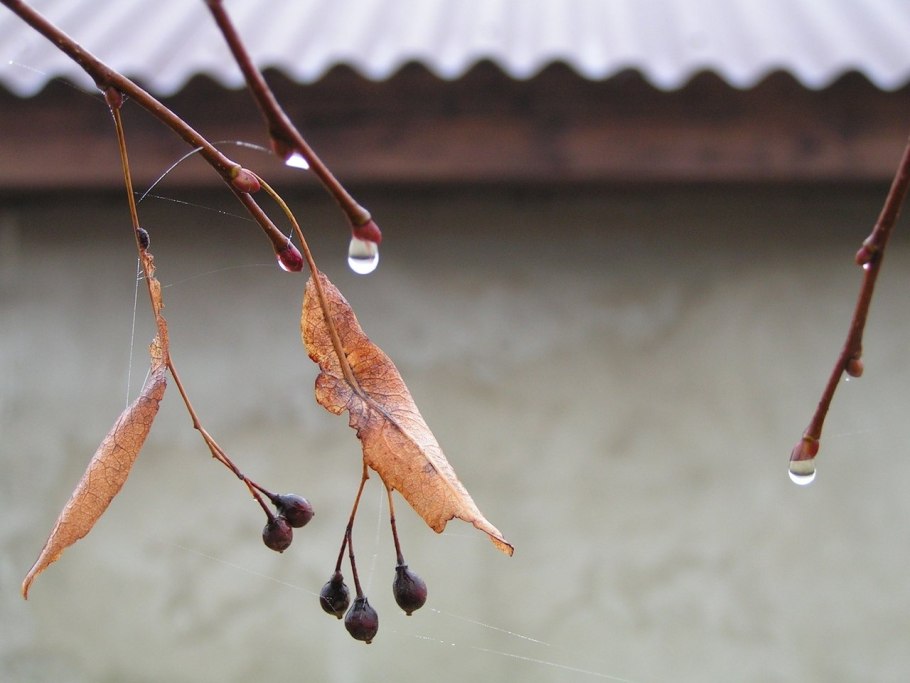 Семена липы крупнолистной
