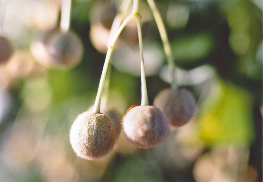 Семена липы крупнолистной