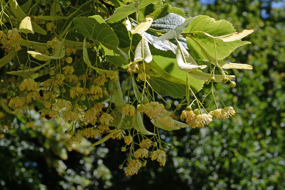 Липа платифолис