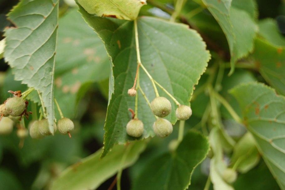 Липа европейская сердцелистная