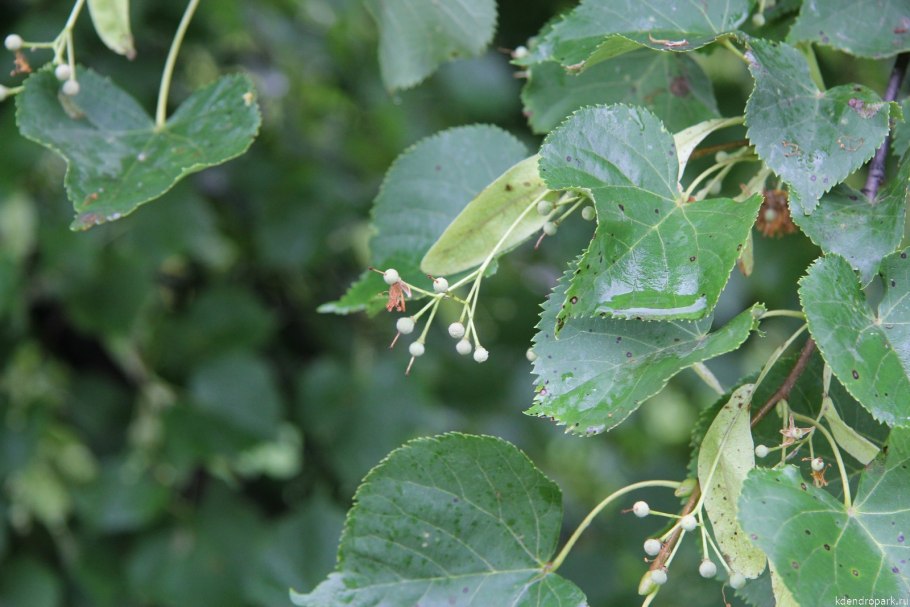 Липа сердцевидная