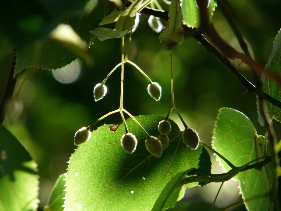 Липа мелколистная семена