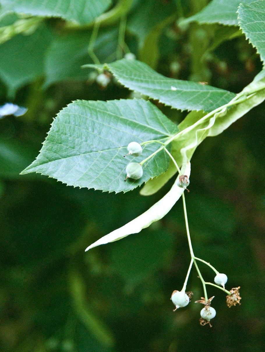 Липа крупнолистная плоды