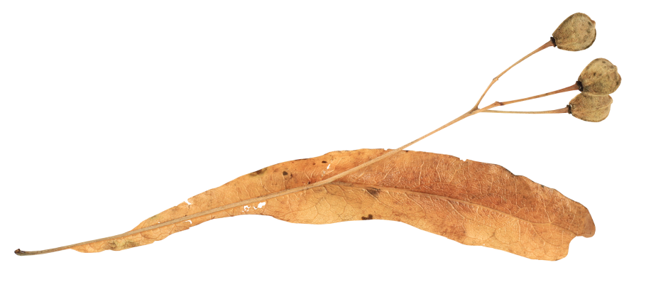 Семена ясень клен липа